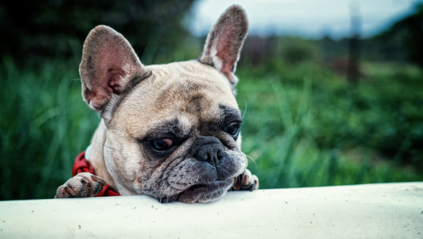 Are French Bulldogs Good ‘Pets’? PETA Explains Why You Should Never Buy One