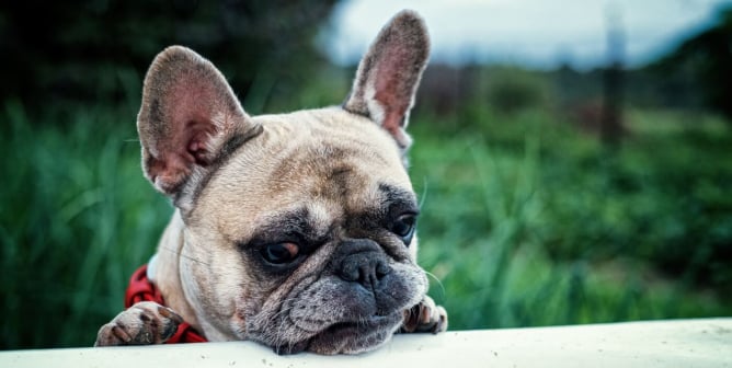 French Bulldog for Sale? Why You Should Never Buy One