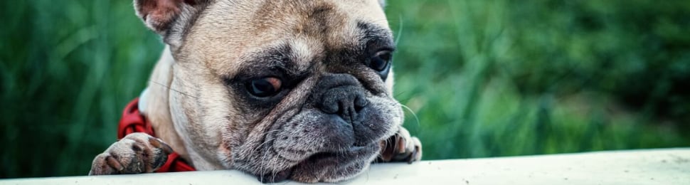 French Bulldog for Sale? Why You Should Never Buy One