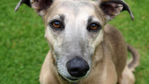 URGENT: New Bill Would End Betting on Greyhound Racing