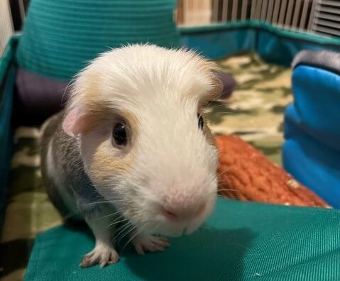 cute guinea pig rescued by PETA