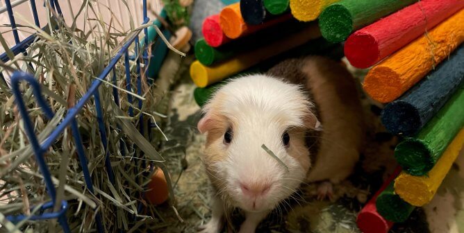 What’s Up, Jax? Rescued Guinea Pig Loves Carrots More Than Bugs Bunny Does