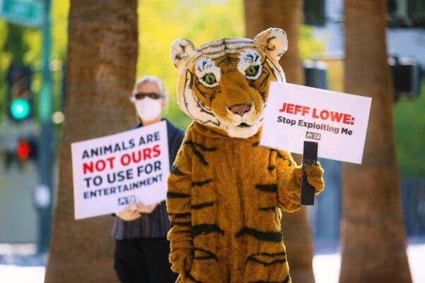 PETA Tiger protests Jeff Lowe roadside zoo