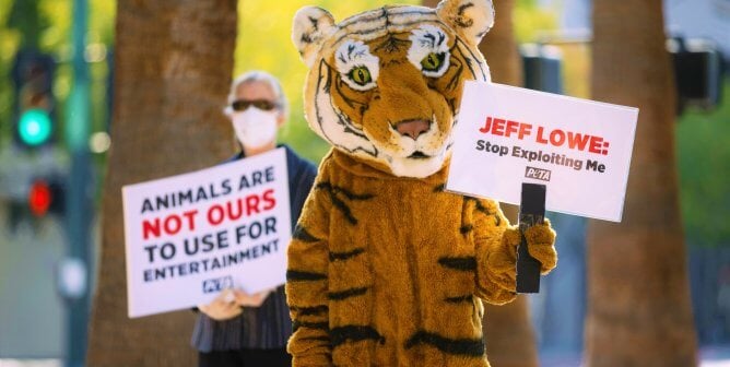 PETA Tiger protests Jeff Lowe roadside zoo