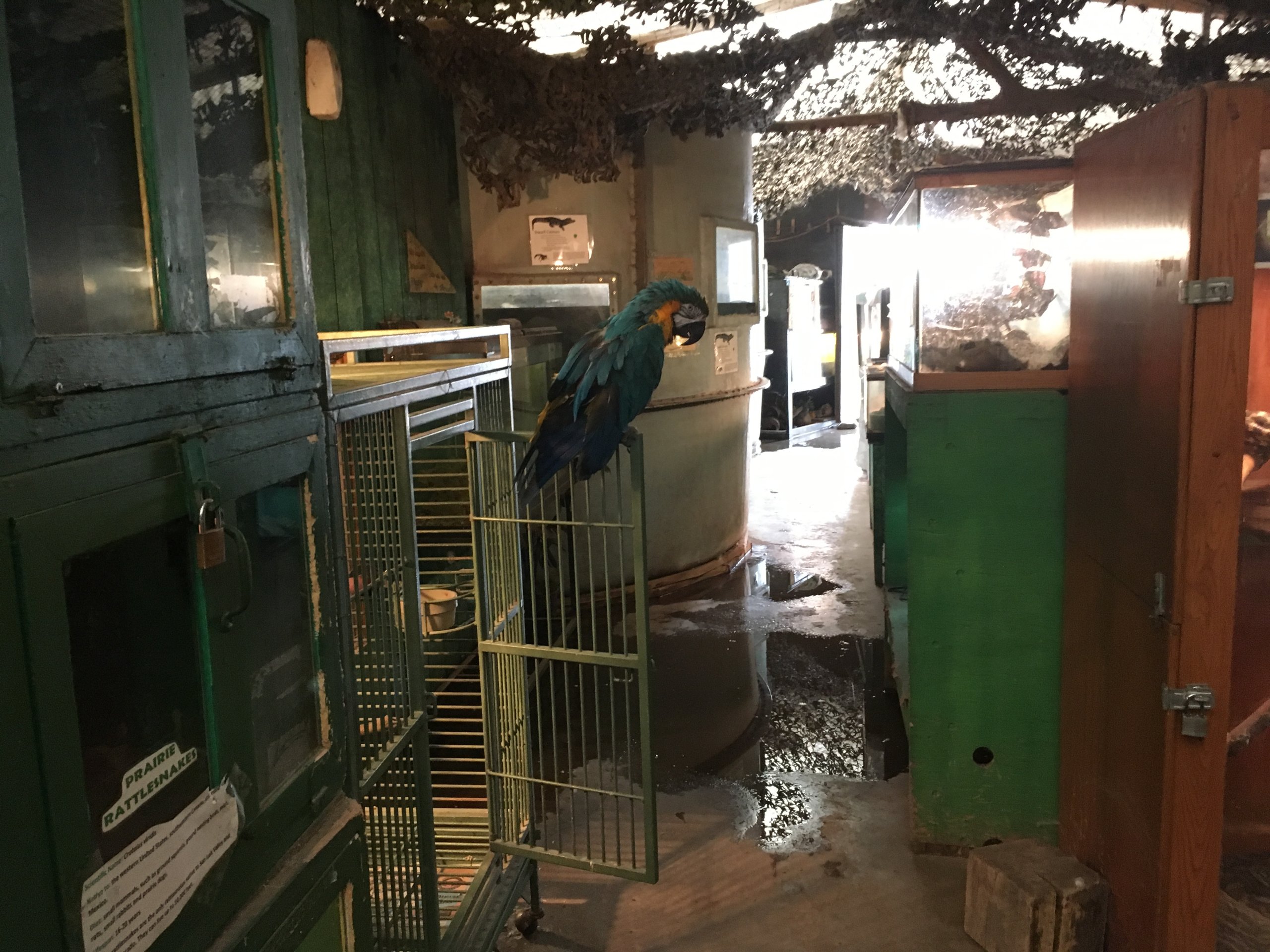 a macaw with feather-loss alone in a roadside zoo enclosure