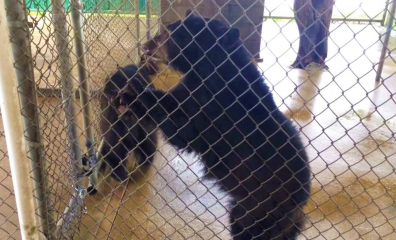 Oswald’s Bear Ranch Lied About Sophie’s Violent Death, PETA Says, and the Feds Are Finally Paying Attention