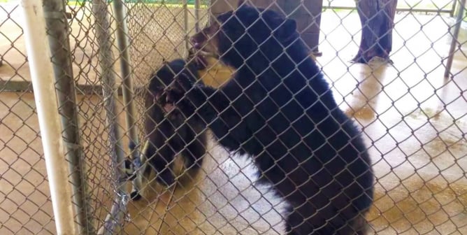 Oswald’s Bear Ranch No Longer Legally Permitted to Offer Cub Petting Until 2026