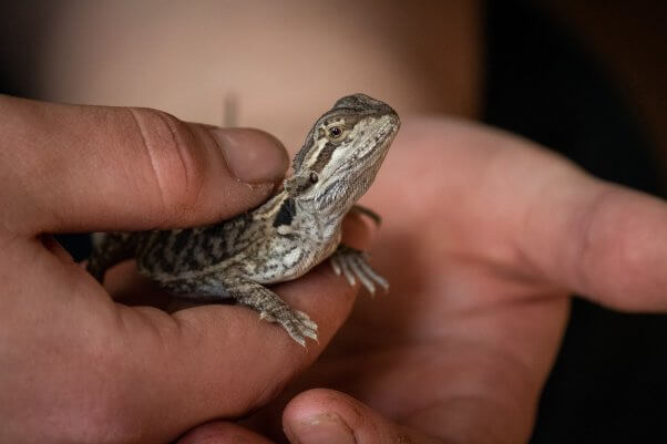 petco animals lizards and other reptiles