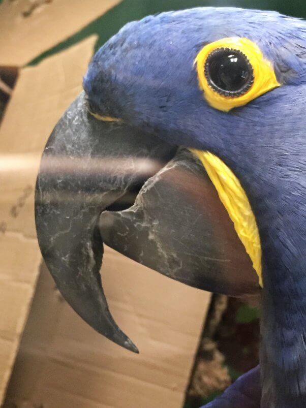 roadside zoo fires: hyacinth macaws at Plumpton Park Zoo