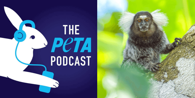 PETA podcast logo and marmoset looking at camera