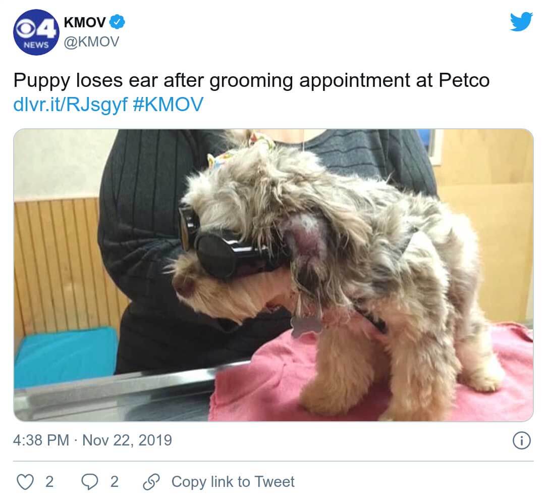 Cachorro pierde oreja en petco