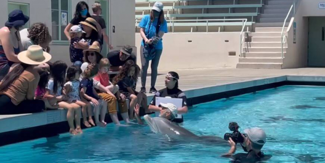 VIDEO: Robotic Dolphins? The Invention You’ll Need to ‘Sea’ to Believe