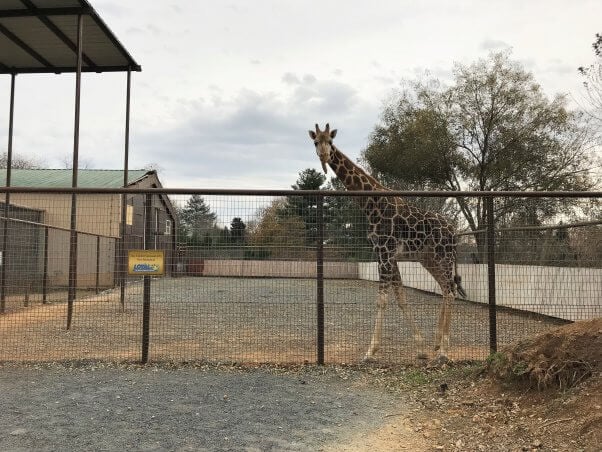 Waffles the giraffe at Roer’s Zoofari, before the fire