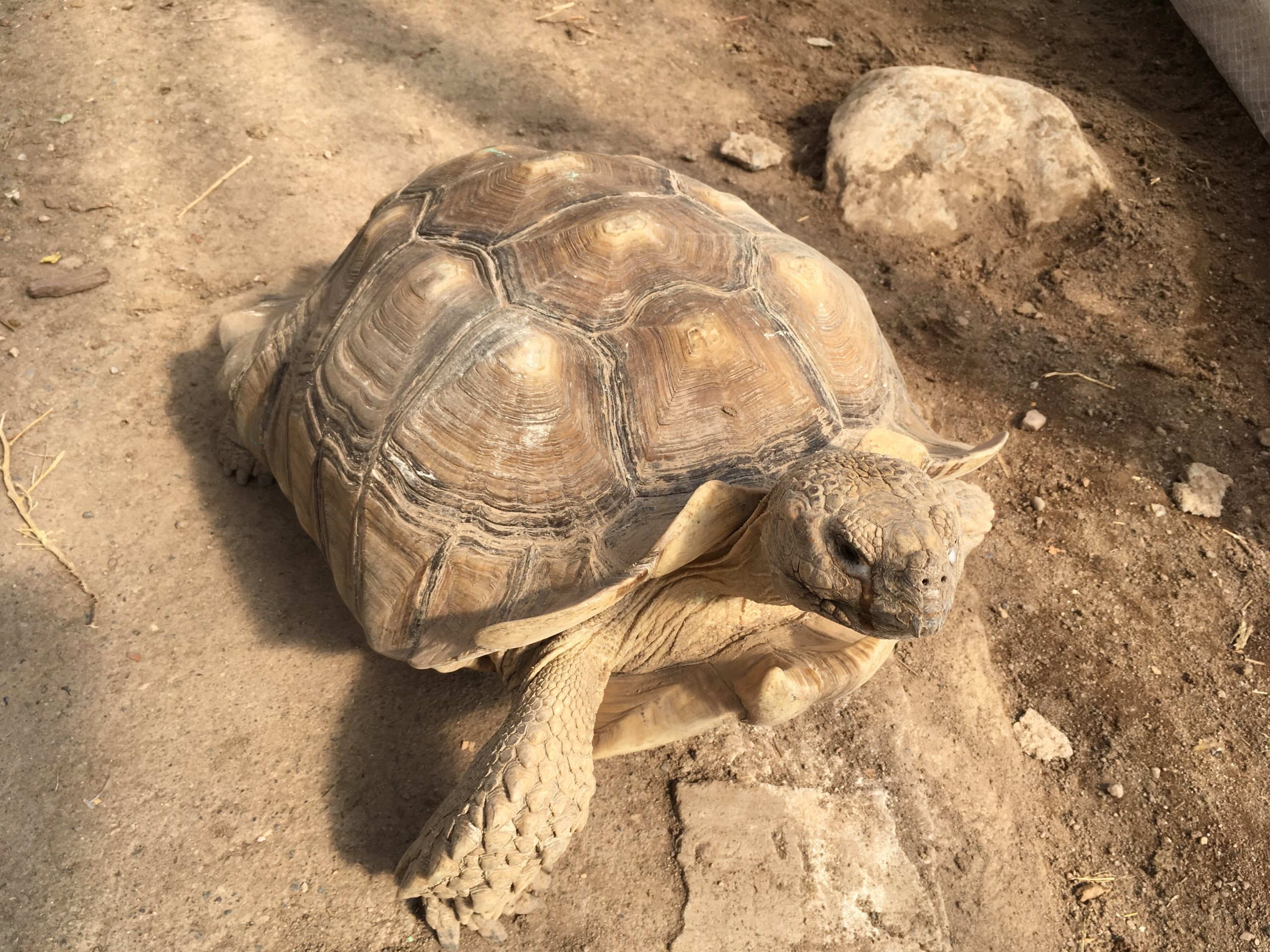 Sulcata tortoise enduring eye-discharge at a roadside zoo