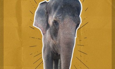 Goodbye, Tai: PETA Laments Death of Elephant Forced to Perform in Movies, TV