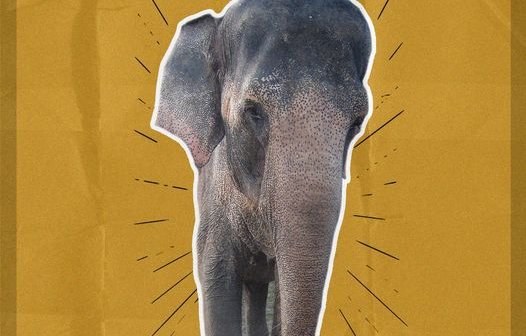tai the elephant dies peta pens obituary