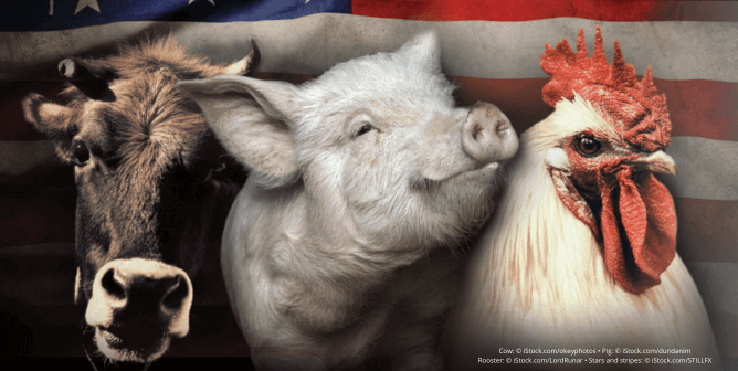 Animals used for food