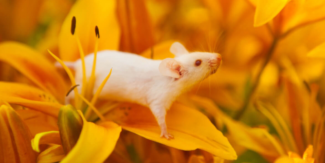 White mouse sitting on a orange lily flower