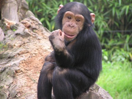 smiling chimp