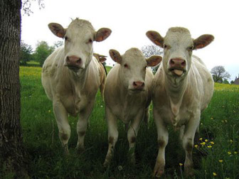 cows