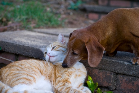 Dog and Cat