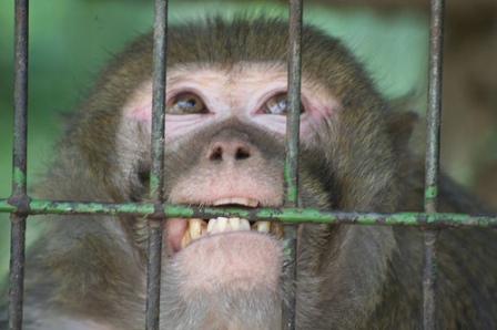 Is the world's most popular lab monkey vanishing—or flourishing