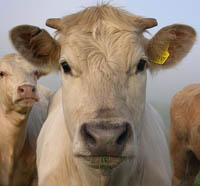 Cow