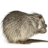 Animals Used for Fur | PETA
