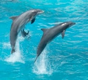 dolphins