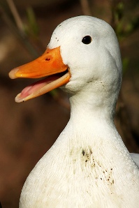 Duck