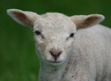 lamb