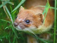 weasel