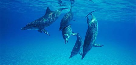 Dolphins