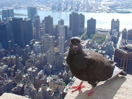 pigeon