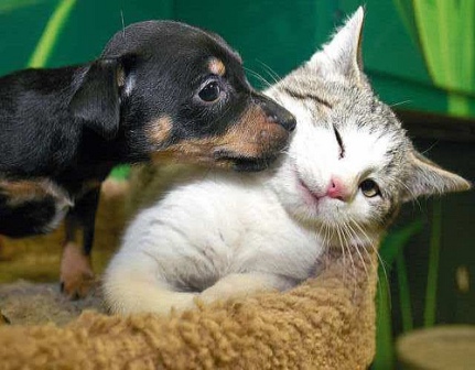 Cat And Dog