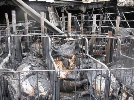 Factory farm fire