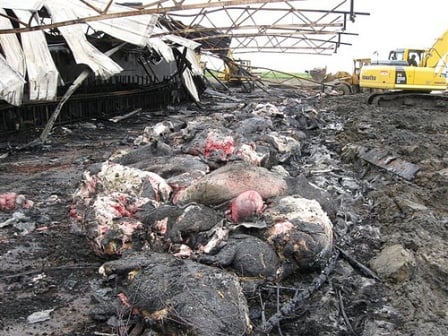 Factory farm fire