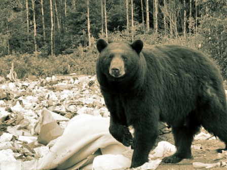 black bear