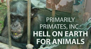 420-chimpanzees.jpg
