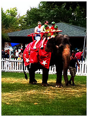 Indiana State Fair Elephant Rides