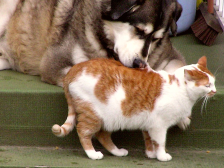 cat and dog