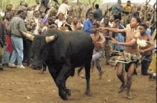 Tradition Is Not an Excuse for Cruelty' | PETA Tradition Is Not an Excuse for Cruelty' | PETA