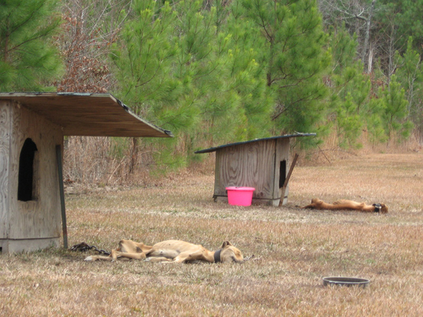 Justice for Starved Pit Bulls | PETA Justice for Starved Pit Bulls | PETA