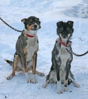 sled dogs