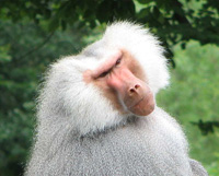 Baboon