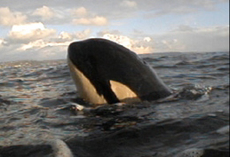 Orca