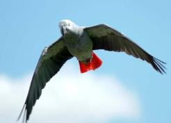 African_Grey_Parrot.jpg