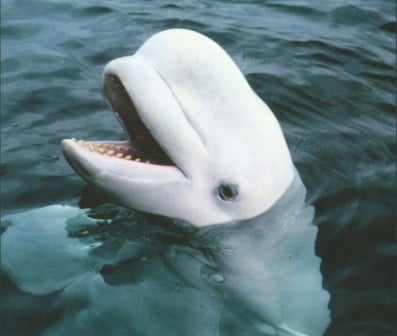 Beluga Whale