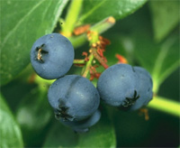 Blueberries