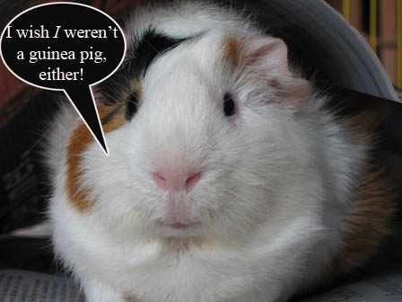 guinea pig